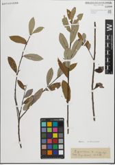 Foto von Salix peloritana Preston
